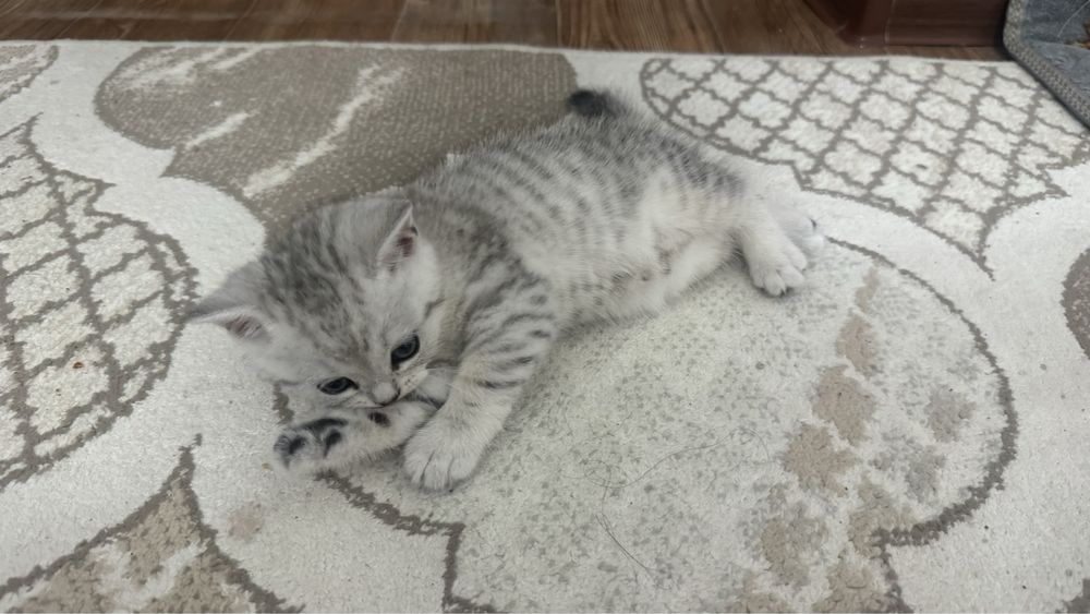 Прямоухо красивый мальчик