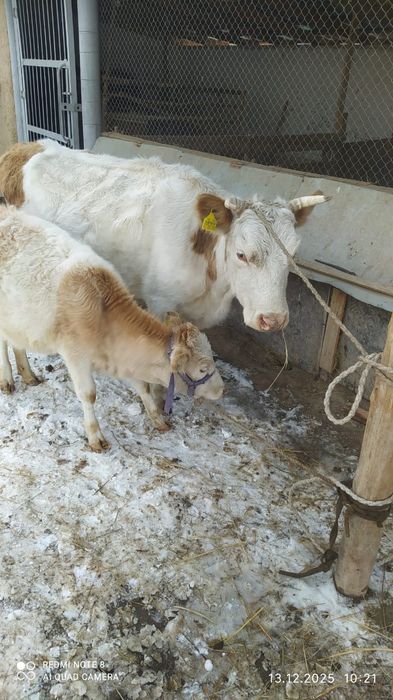 Сиыр бұзаумен сатылады