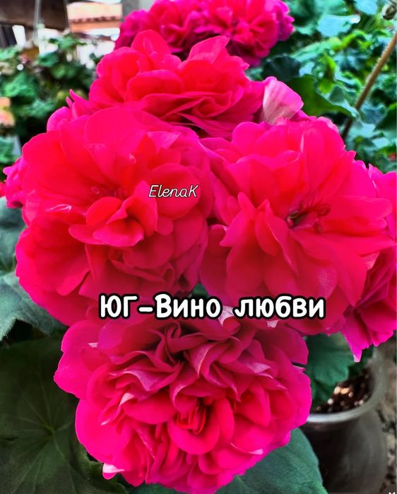 Сортовые пеларгонии в наличии