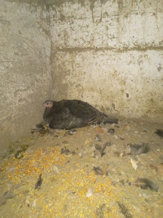 Курк курка сотилади