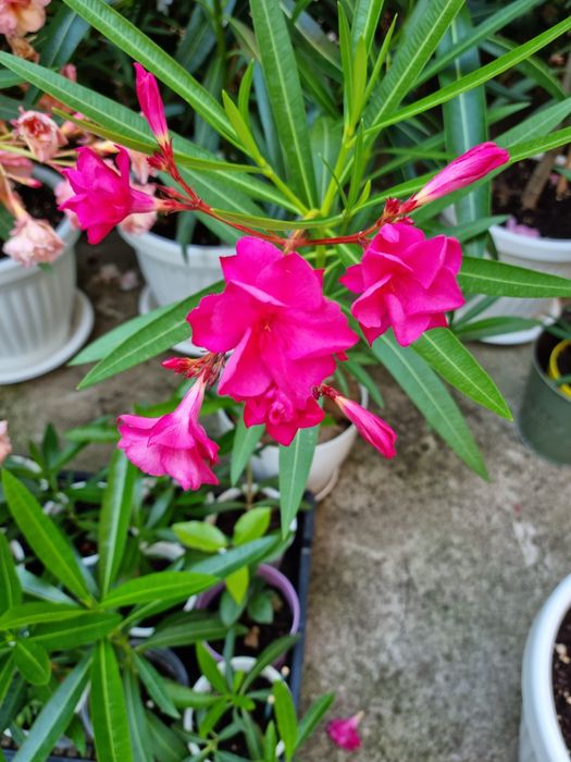 Олеандър Зокум Лян / Nerium oleander,