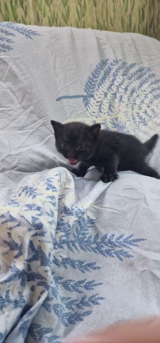 Котята красивые Бесплатно!