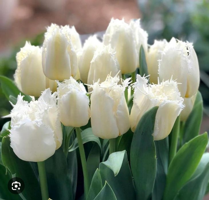 Свежие Тюльпаны для любимых