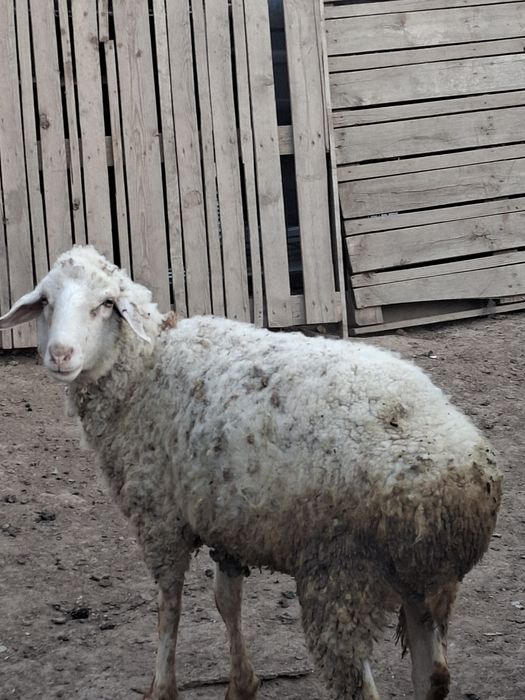 Продам барана кочкар