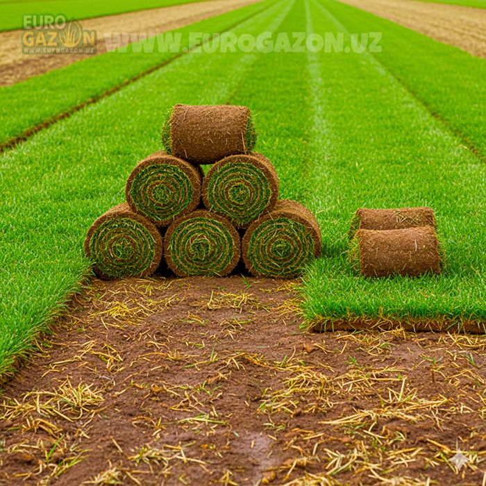 Рулонный газон в ташкенте
