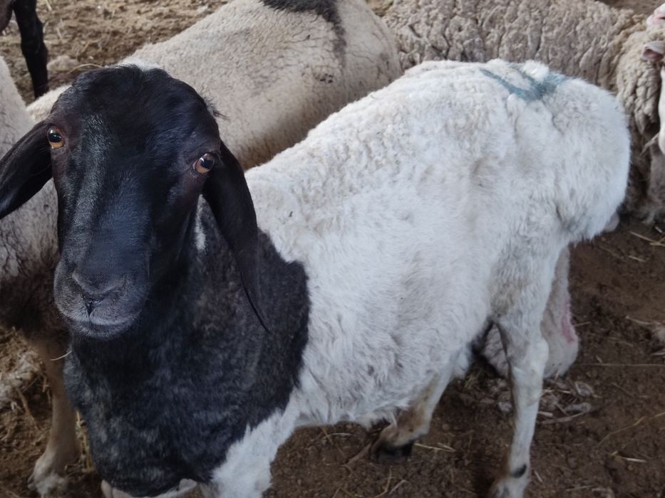 гесар кой, кошкар