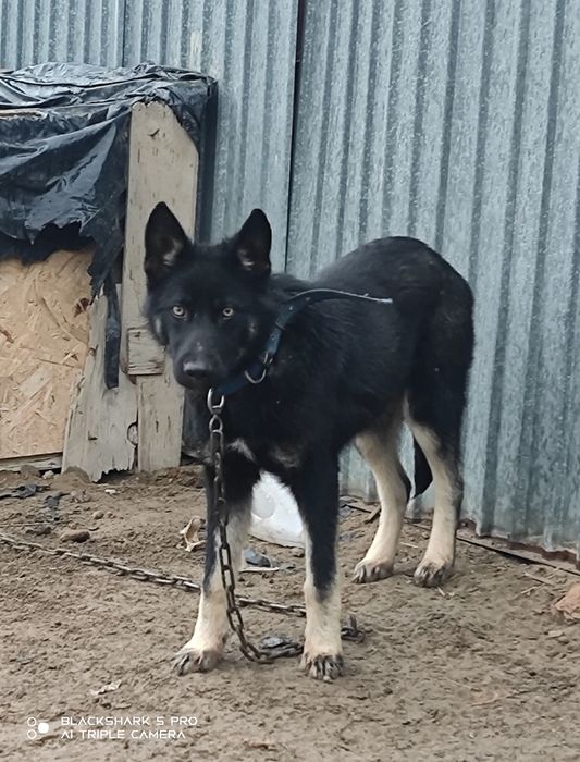 Овчарка сатылады күшік 6 айлық