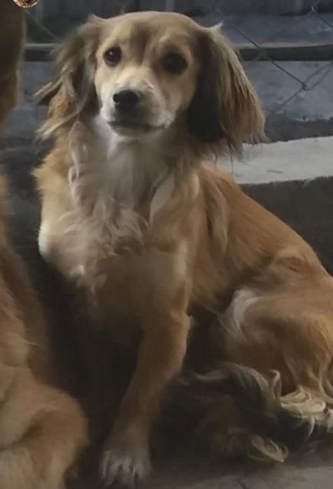 Потеряли собачку