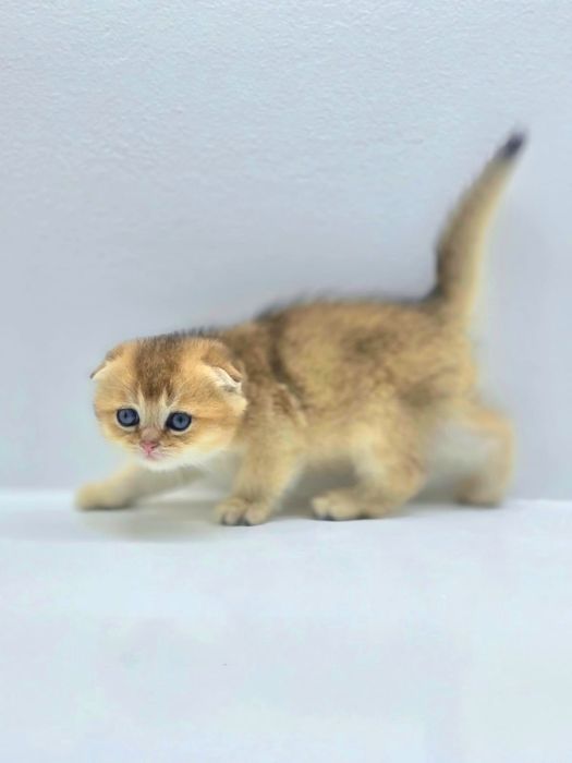 ВиСлоУшкИ пЛюШки золОто