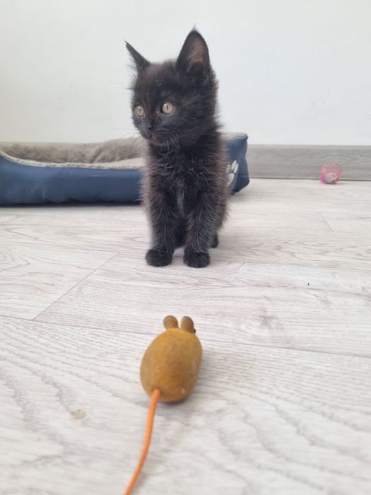 Отдам милую кошечку в добрые руки