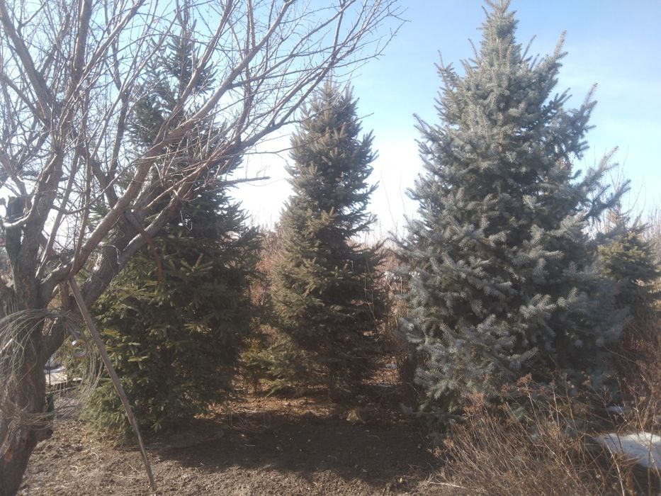 Сизые, зеленые ёлки ели