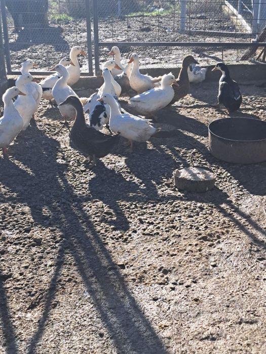 vând sau schimb rațe românești