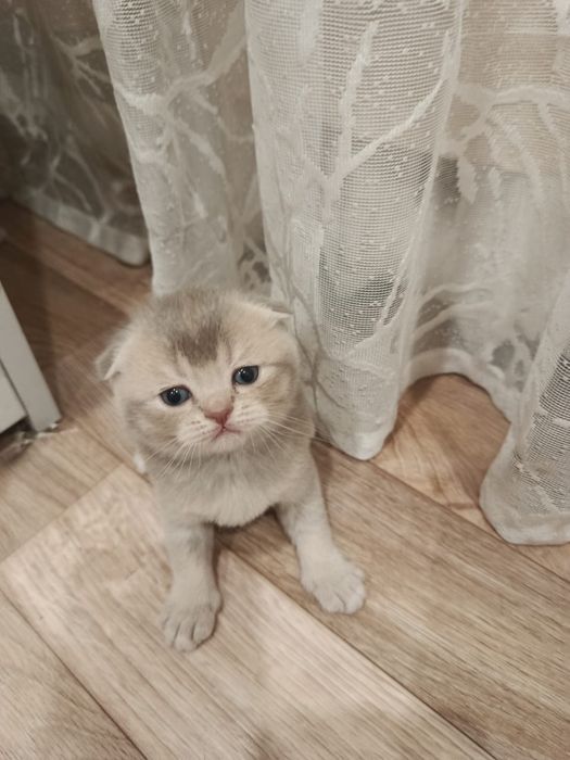 Продам котят британцев