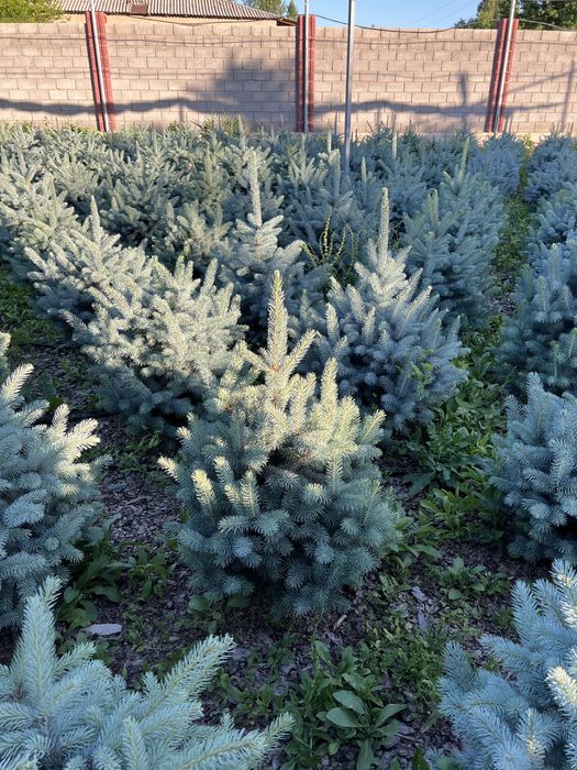 Голубая крымская Ель