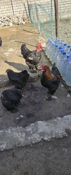 Xoroz sotiladi qichqirgan