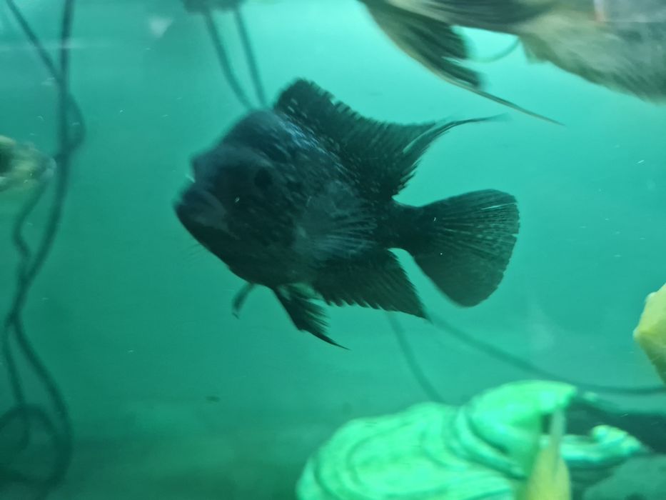 фловер хорн цихлида