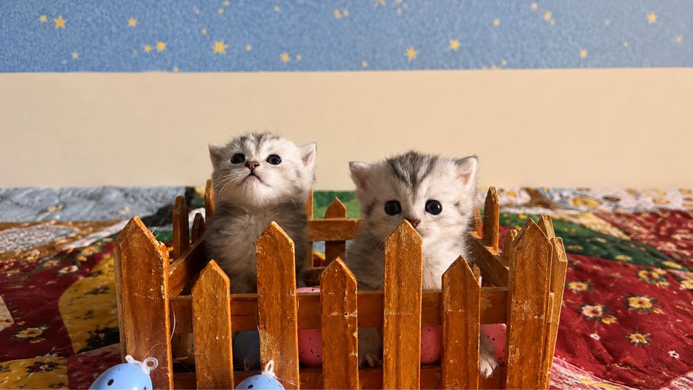 Котенок Британский бронь