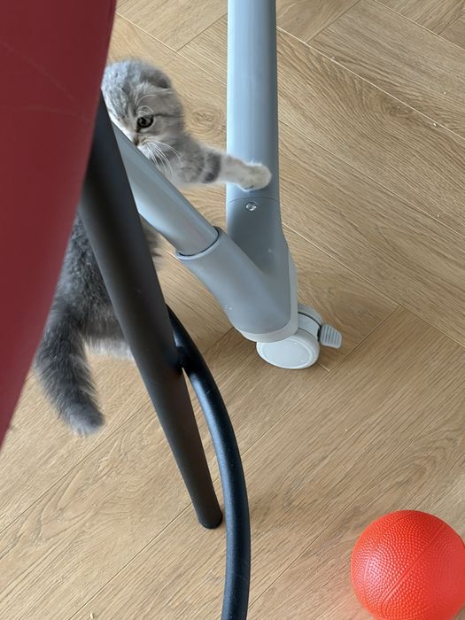 Продается котенок шотландец вислоух