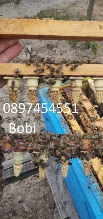 Малки Пчелни Семейства Отводки