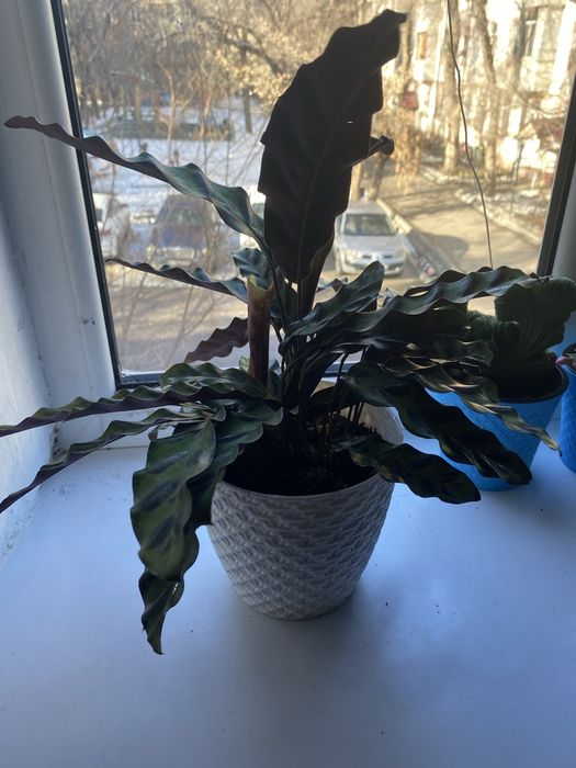 Срочно продам комнатный растение