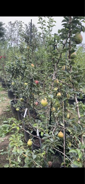 Pomi fructiferi la ghiveci !