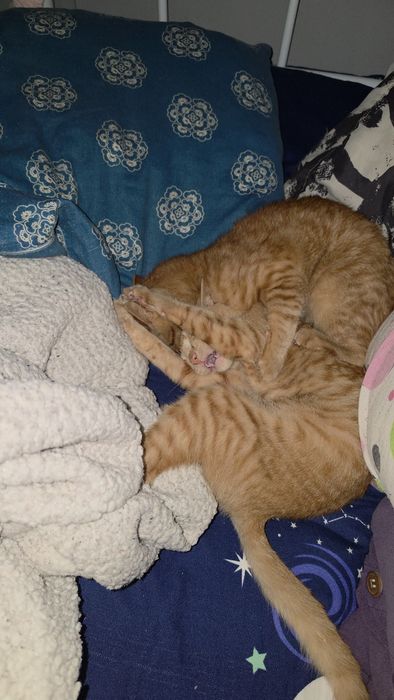 GARFIELD & LUNA își caută o familie – Adopție împreună