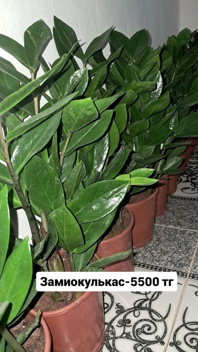 Замиокулькас(Доллар) Мырзакент