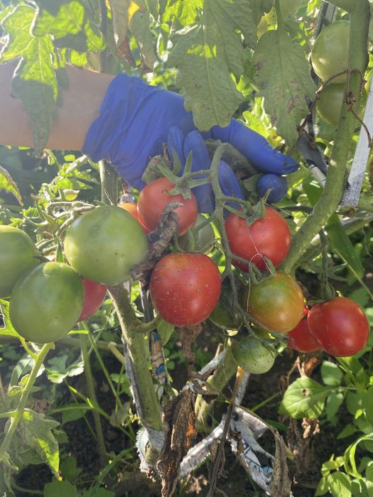 Продам семена томатов и острого перца