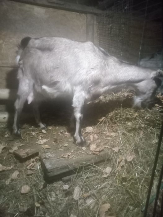Продаются  козы дойных пород.