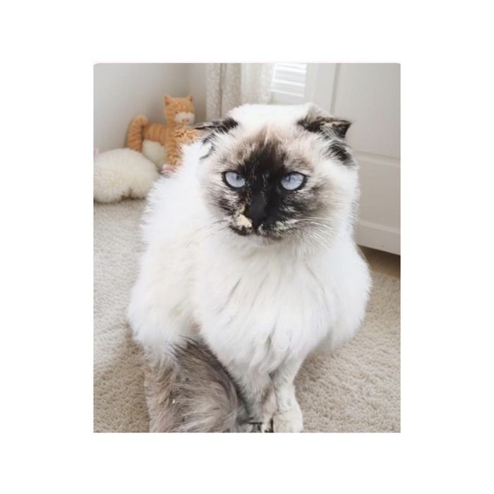 Кошечка подросток