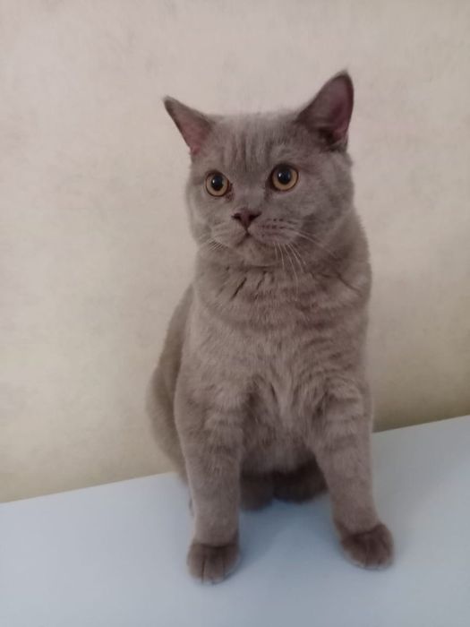 Брутальный шотландец ищет подругу