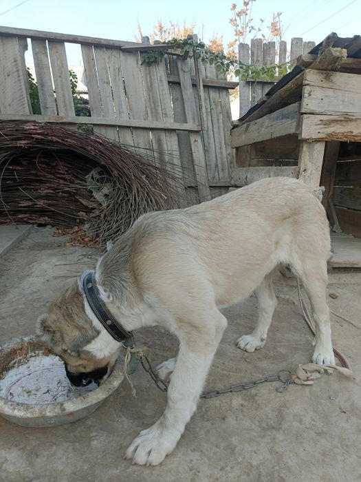 Алабай таза сатылады