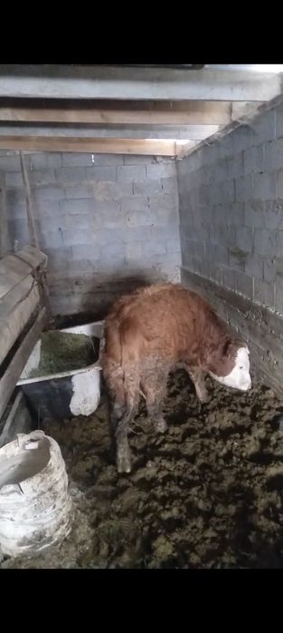 Бычок откорымда баиланган сатылады