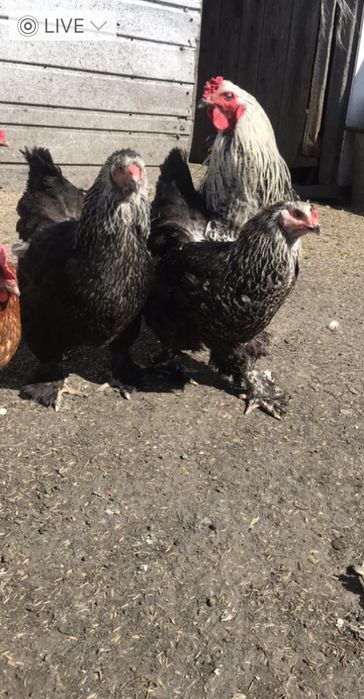 Продам инкубационное яйцо