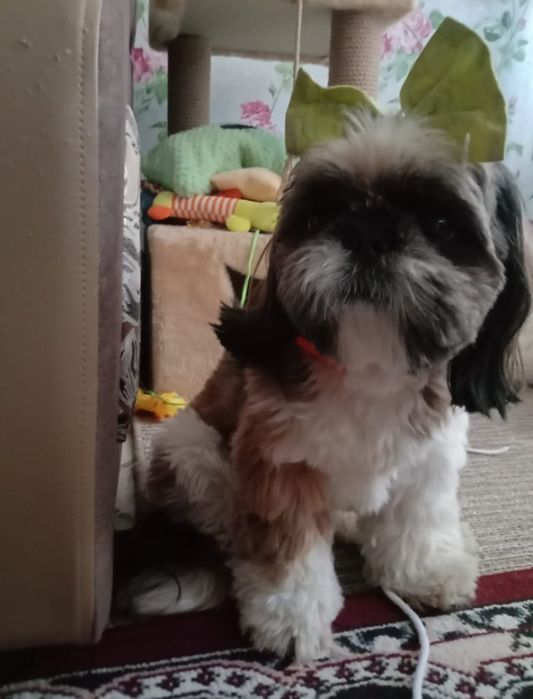 Ищем девочку,для вязки щи -цу