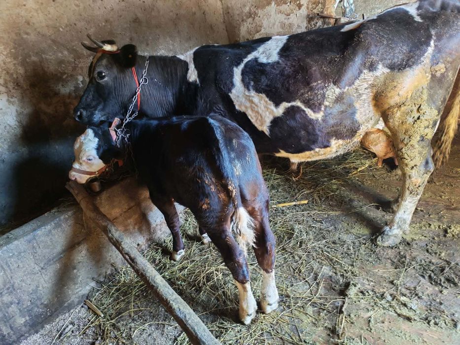 Vaci de vânzare de lapte