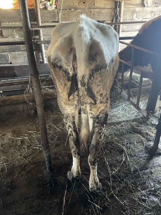 Продам телку голштинку