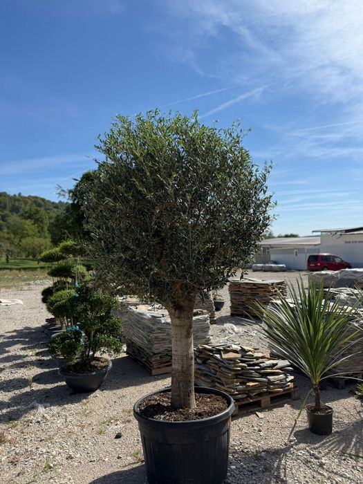 Măslini  plante Ornamentale