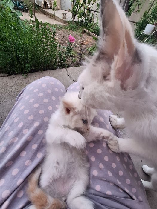 Котёнок мальчик сиамский