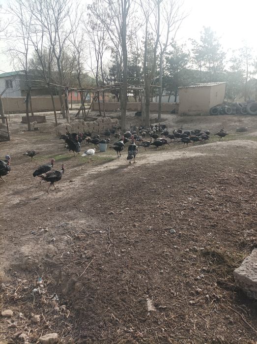 Gʻoz 2 ta kurka 4 ta sotiladi manzil Jizzax zomin Toshkentga dastafka