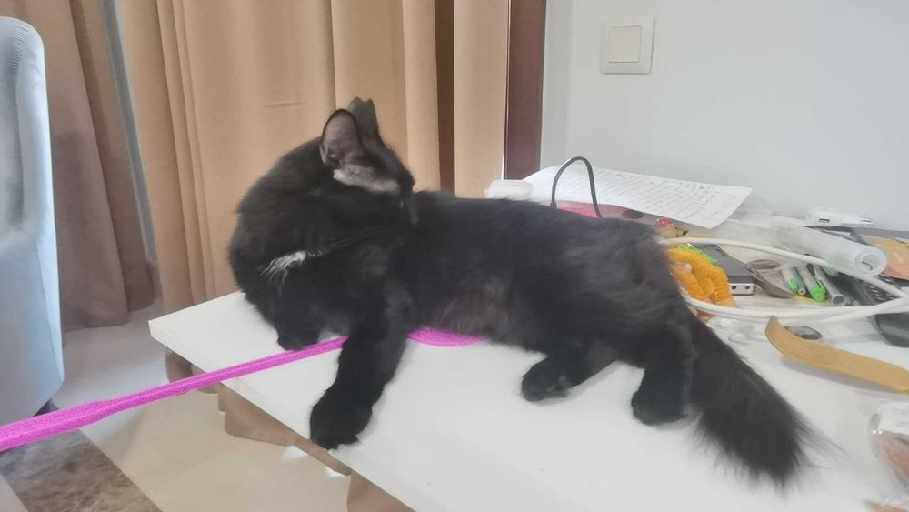Ищу потерявшуюся кошку