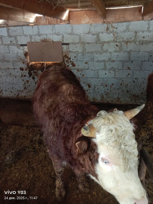 бычки полтора года