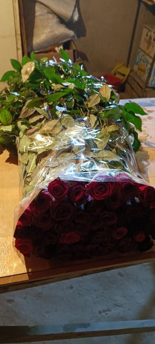 Атиргул кўчатлар