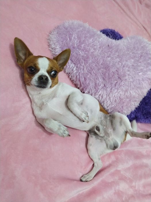 Чихуахуа Не продается