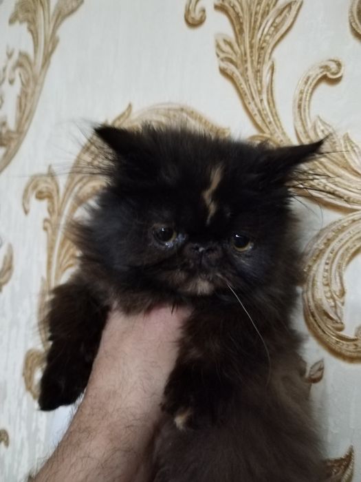 Персидские Котята