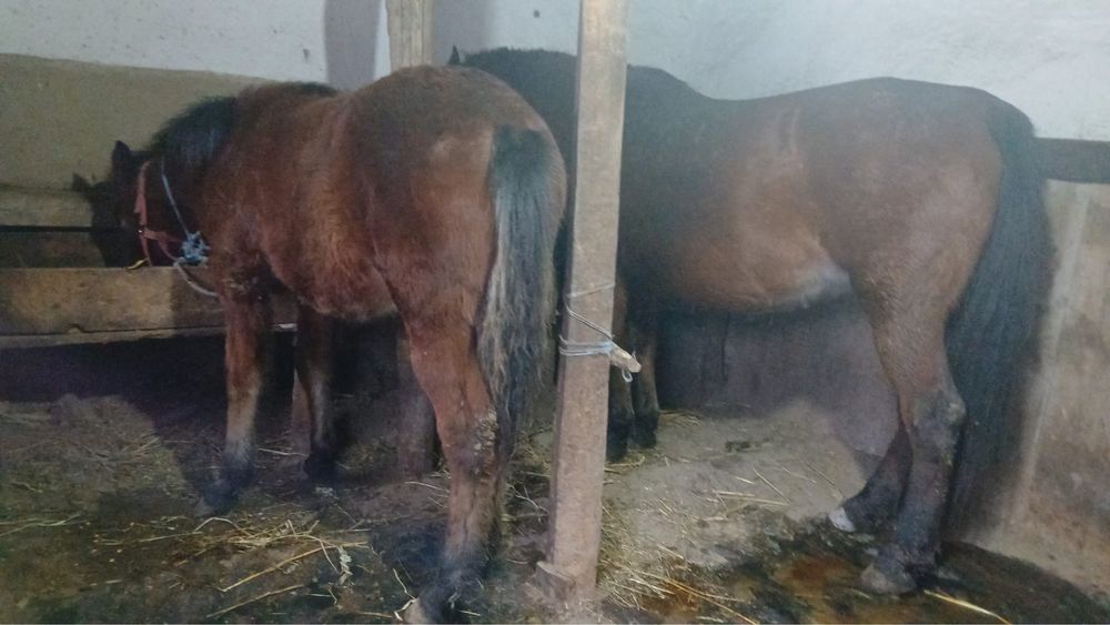 Vand iapa cu manz.      .