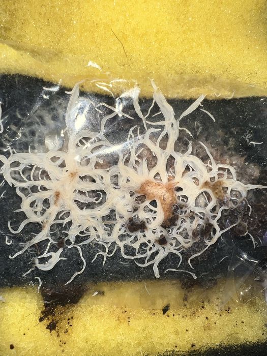 Grindal worms – hrana vie pentru pesti de acvariu