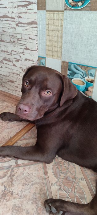 Лабрадор, мальчик