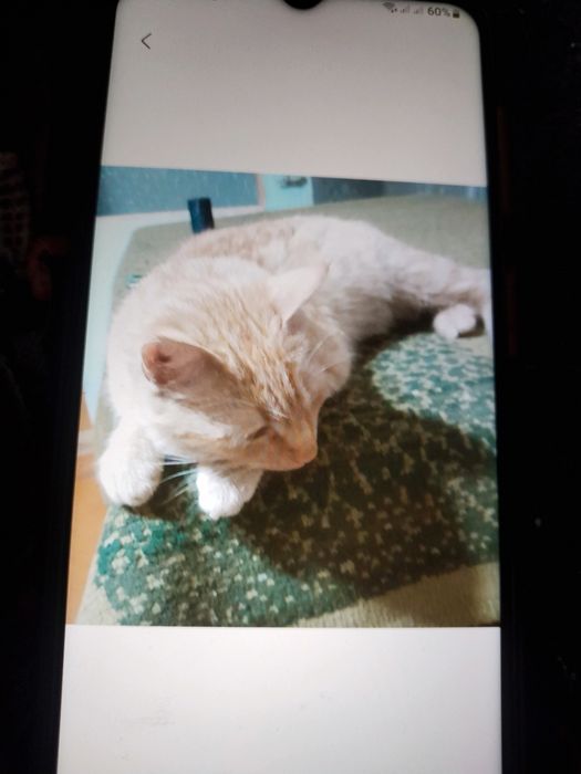 Отдаеем рыженькую в добрые руки