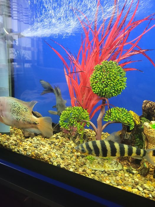 Аквариумная рыбка лепоринус